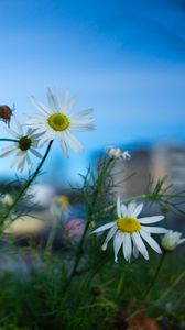 Preview wallpaper chamomile, flowers, macro, plant