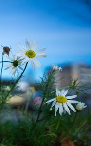 Preview wallpaper chamomile, flowers, macro, plant