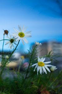 Preview wallpaper chamomile, flowers, macro, plant