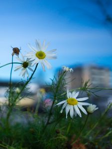 Preview wallpaper chamomile, flowers, macro, plant