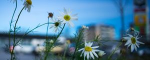 Preview wallpaper chamomile, flowers, macro, plant