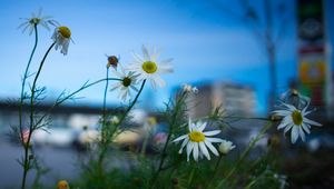 Preview wallpaper chamomile, flowers, macro, plant