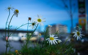 Preview wallpaper chamomile, flowers, macro, plant