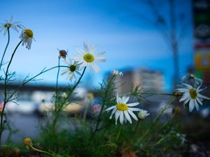 Preview wallpaper chamomile, flowers, macro, plant