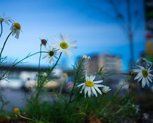 Preview wallpaper chamomile, flowers, macro, plant