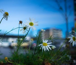 Preview wallpaper chamomile, flowers, macro, plant