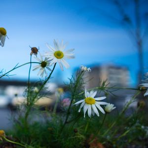 Preview wallpaper chamomile, flowers, macro, plant