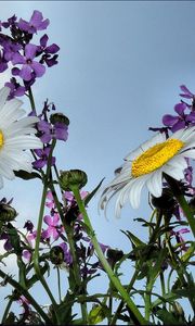 Preview wallpaper chamomile, flowers, meadow, sky, summer