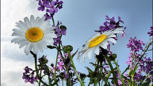 Preview wallpaper chamomile, flowers, meadow, sky, summer