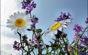 Preview wallpaper chamomile, flowers, meadow, sky, summer