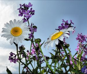 Preview wallpaper chamomile, flowers, meadow, sky, summer