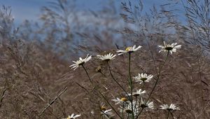 Preview wallpaper chamomile, flowers, meadow, grass, blurring