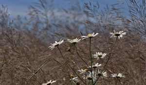 Preview wallpaper chamomile, flowers, meadow, grass, blurring