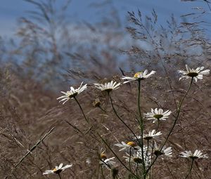 Preview wallpaper chamomile, flowers, meadow, grass, blurring