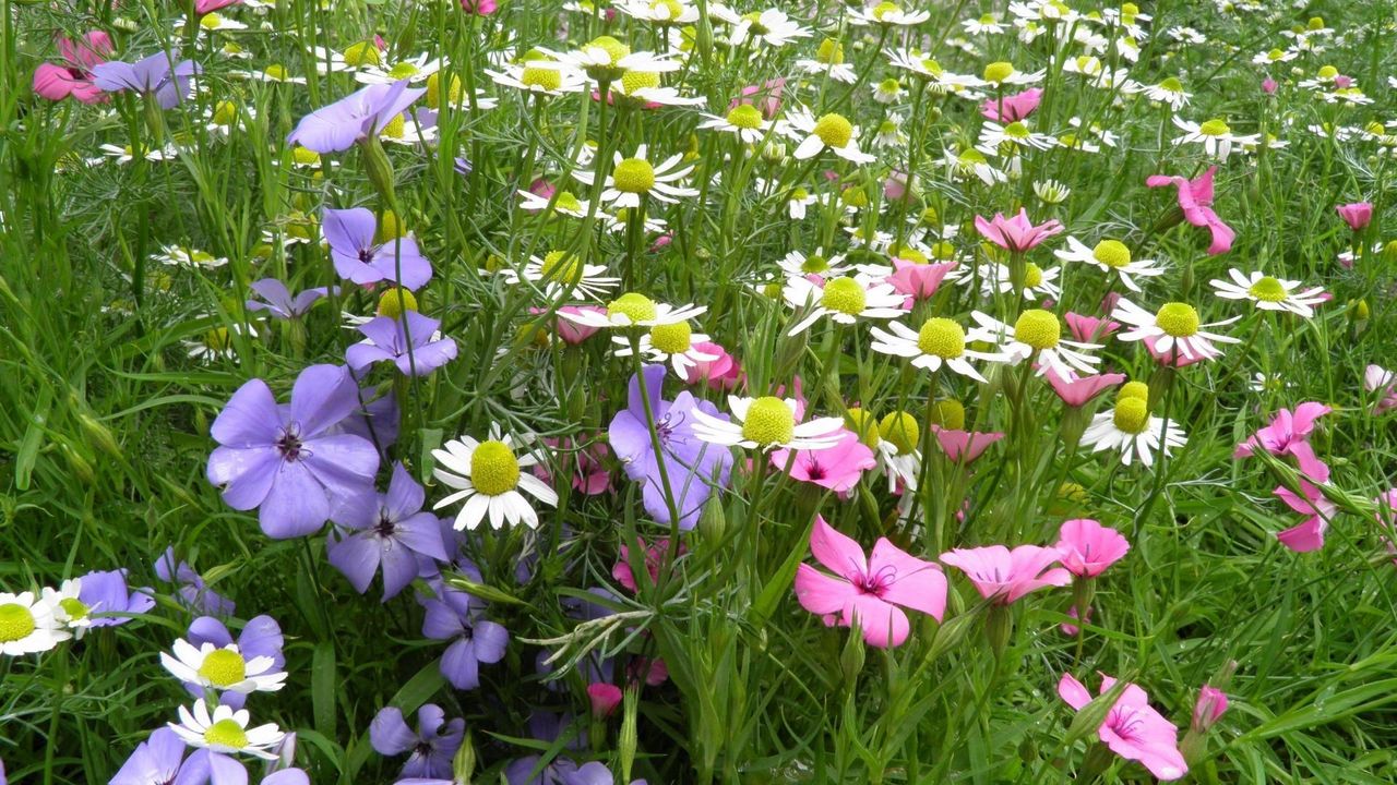 Wallpaper chamomile, flowers, meadow, summer, beauty