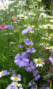 Preview wallpaper chamomile, flowers, meadow, summer, beauty