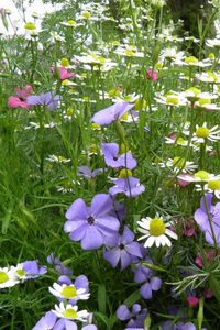 Preview wallpaper chamomile, flowers, meadow, summer, beauty