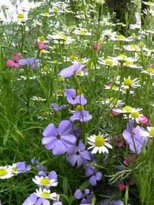 Preview wallpaper chamomile, flowers, meadow, summer, beauty