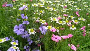 Preview wallpaper chamomile, flowers, meadow, summer, beauty