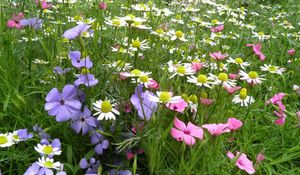 Preview wallpaper chamomile, flowers, meadow, summer, beauty