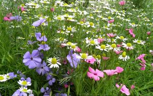 Preview wallpaper chamomile, flowers, meadow, summer, beauty