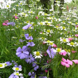 Preview wallpaper chamomile, flowers, meadow, summer, beauty