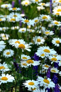 Preview wallpaper chamomile, flowers, meadow, summer, green, grass, blurring