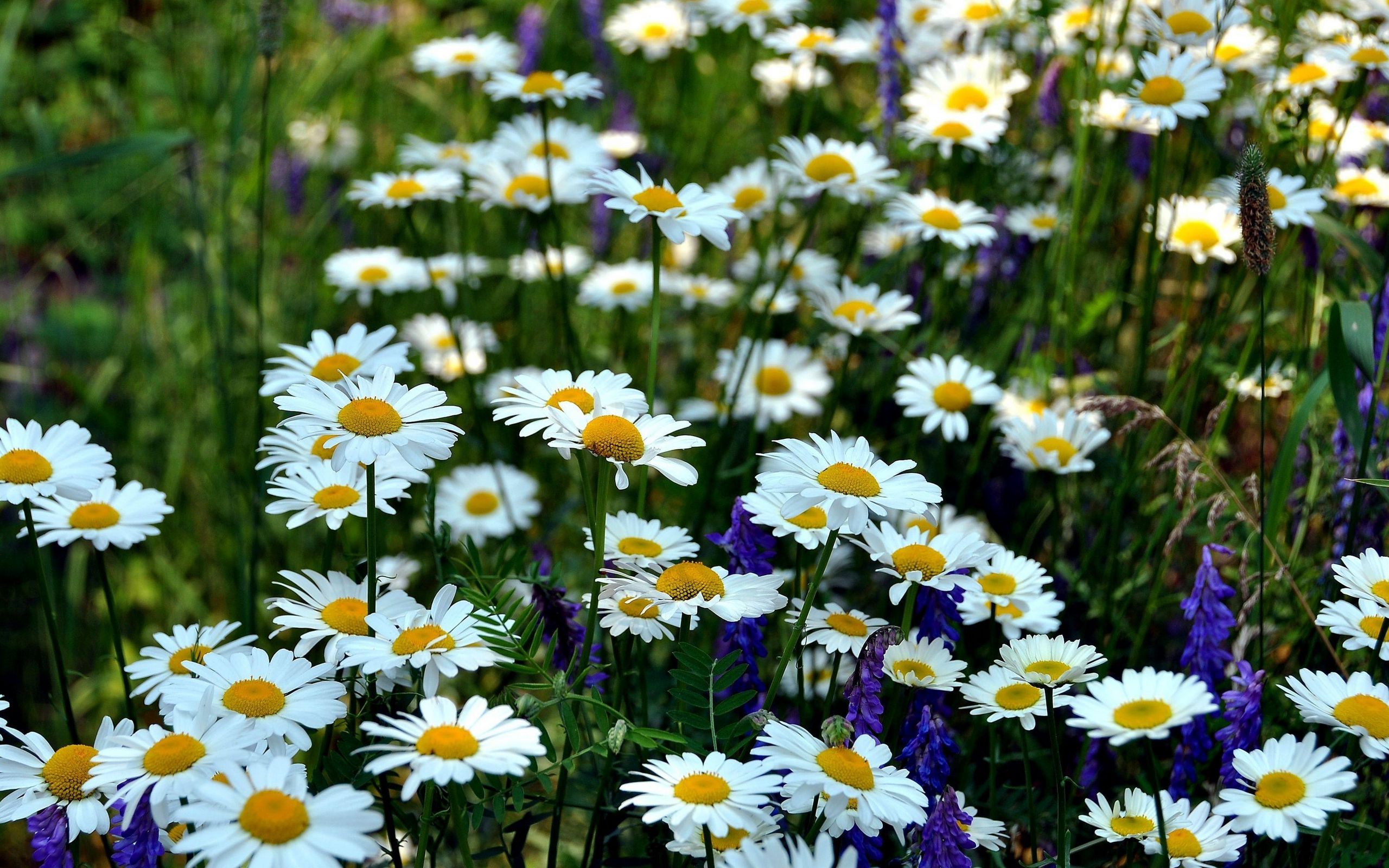 Download wallpaper 2560x1600 chamomile, flowers, meadow, summer, green ...