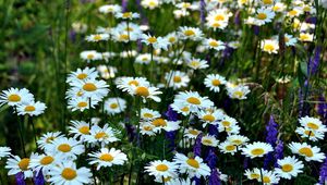 Preview wallpaper chamomile, flowers, meadow, summer, green, grass, blurring