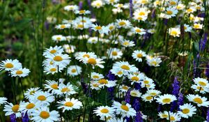 Preview wallpaper chamomile, flowers, meadow, summer, green, grass, blurring