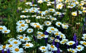 Preview wallpaper chamomile, flowers, meadow, summer, green, grass, blurring