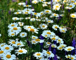 Preview wallpaper chamomile, flowers, meadow, summer, green, grass, blurring