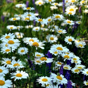 Preview wallpaper chamomile, flowers, meadow, summer, green, grass, blurring