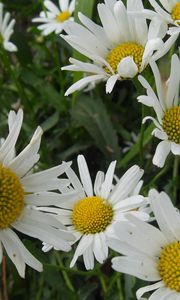 Preview wallpaper chamomile, flowers, meadow, grass, green, summer