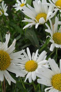 Preview wallpaper chamomile, flowers, meadow, grass, green, summer