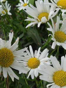 Preview wallpaper chamomile, flowers, meadow, grass, green, summer