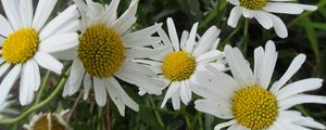 Preview wallpaper chamomile, flowers, meadow, grass, green, summer