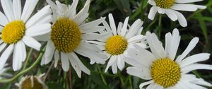 Preview wallpaper chamomile, flowers, meadow, grass, green, summer