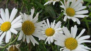 Preview wallpaper chamomile, flowers, meadow, grass, green, summer