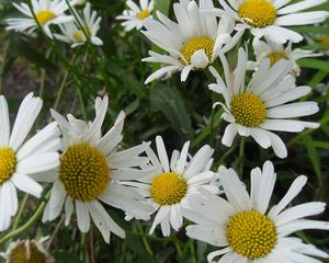 Preview wallpaper chamomile, flowers, meadow, grass, green, summer