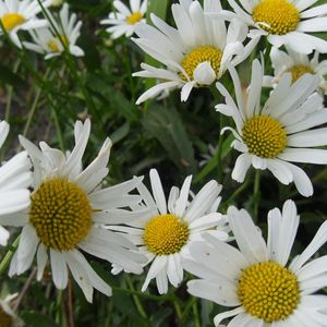 Preview wallpaper chamomile, flowers, meadow, grass, green, summer