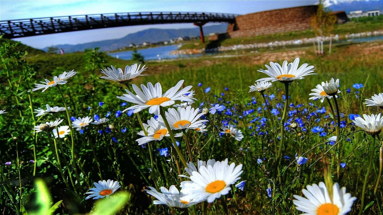 Wallpaper chamomile, flowers, meadow, bridge, river