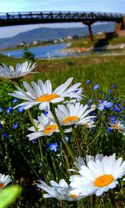 Preview wallpaper chamomile, flowers, meadow, bridge, river