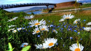 Preview wallpaper chamomile, flowers, meadow, bridge, river