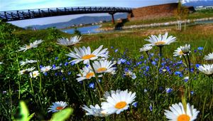 Preview wallpaper chamomile, flowers, meadow, bridge, river