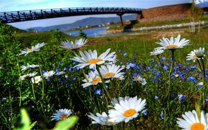 Preview wallpaper chamomile, flowers, meadow, bridge, river