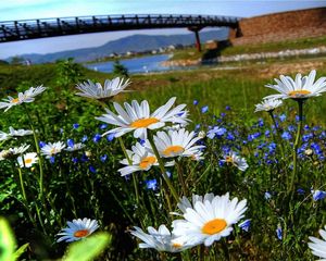 Preview wallpaper chamomile, flowers, meadow, bridge, river