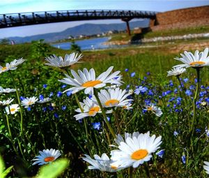 Preview wallpaper chamomile, flowers, meadow, bridge, river