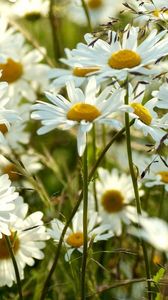 Preview wallpaper chamomile, flowers, meadow, blur, summer