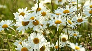 Preview wallpaper chamomile, flowers, meadow, blur, summer